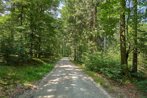 Gemeinde Sonnenwald Landkreis Freyung-Grafenau Brotjacklriegel Wanderweg Forststraße (Dirschl Johann) Deutschland FRG